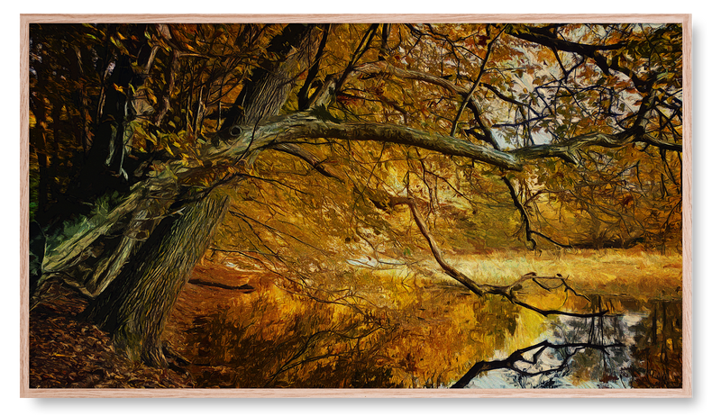 Fall Trees with Reflection in Water. Fall Collection for the Samsung Frame TV